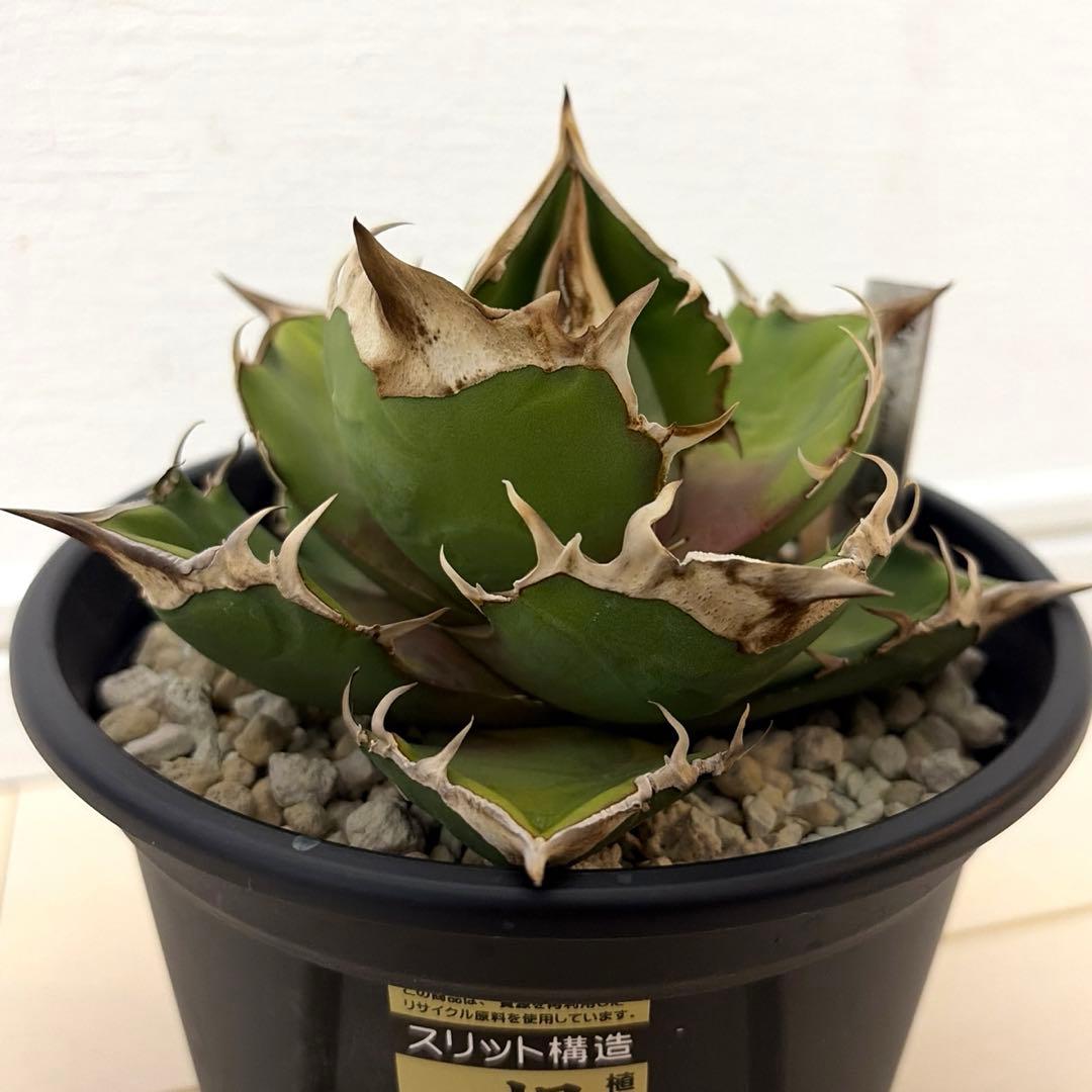 アガベ 白犀牛 カクタスグリーン産トリケラトプス 中株