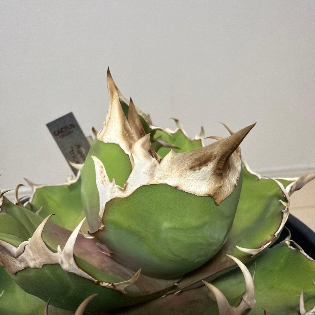 アガベ 白犀牛 カクタスグリーン産トリケラトプス 中株
