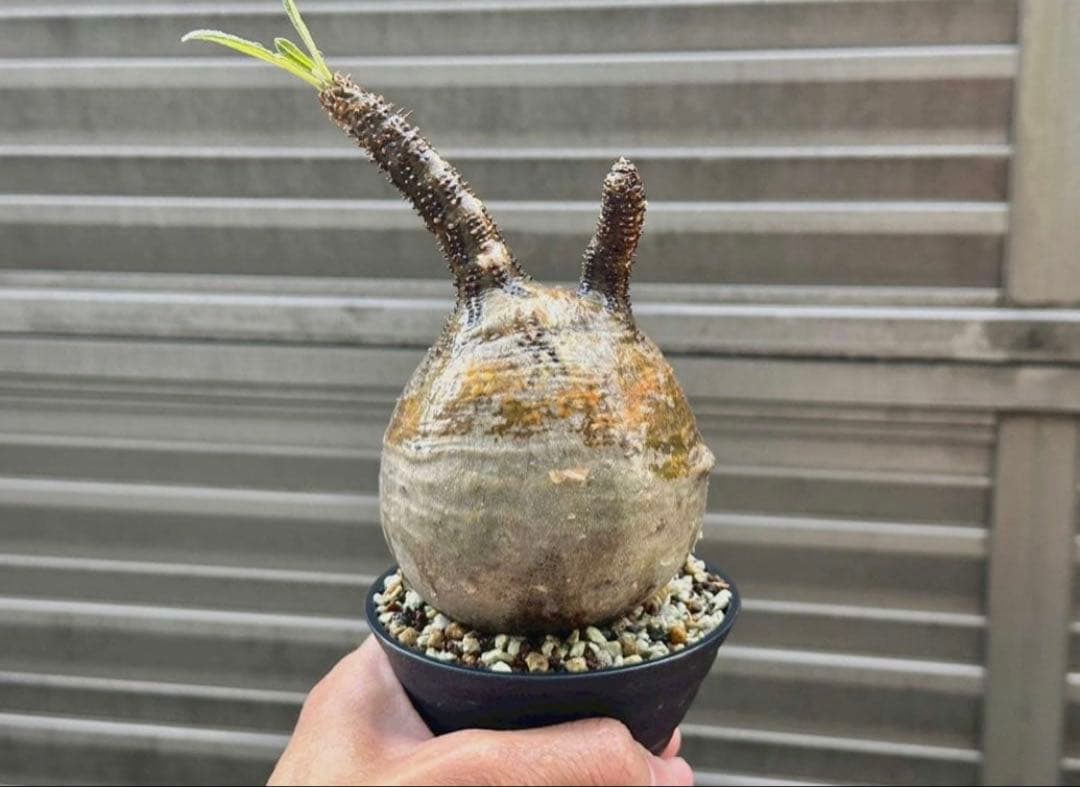 パキポディウム グラキリス 現地株 丸株 良形 コレクション 迷彩