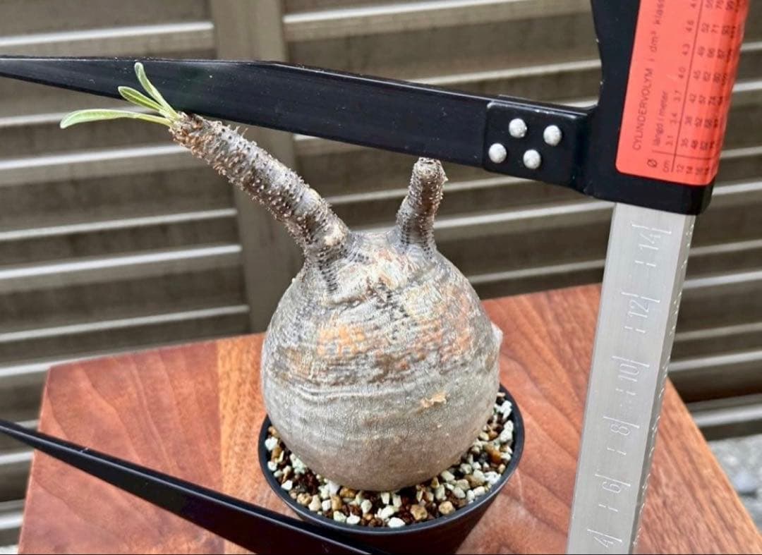 パキポディウム グラキリス 現地株 丸株 良形 コレクション 迷彩