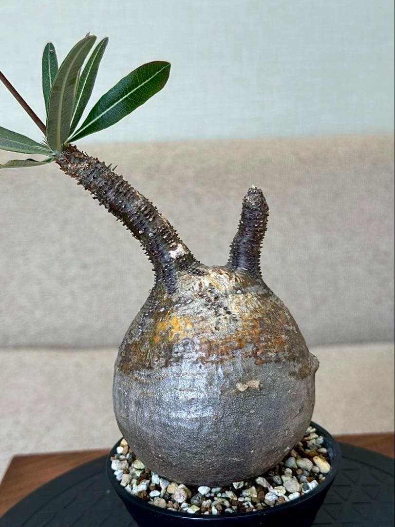 パキポディウム グラキリス 現地株 丸株 良形 コレクション 迷彩