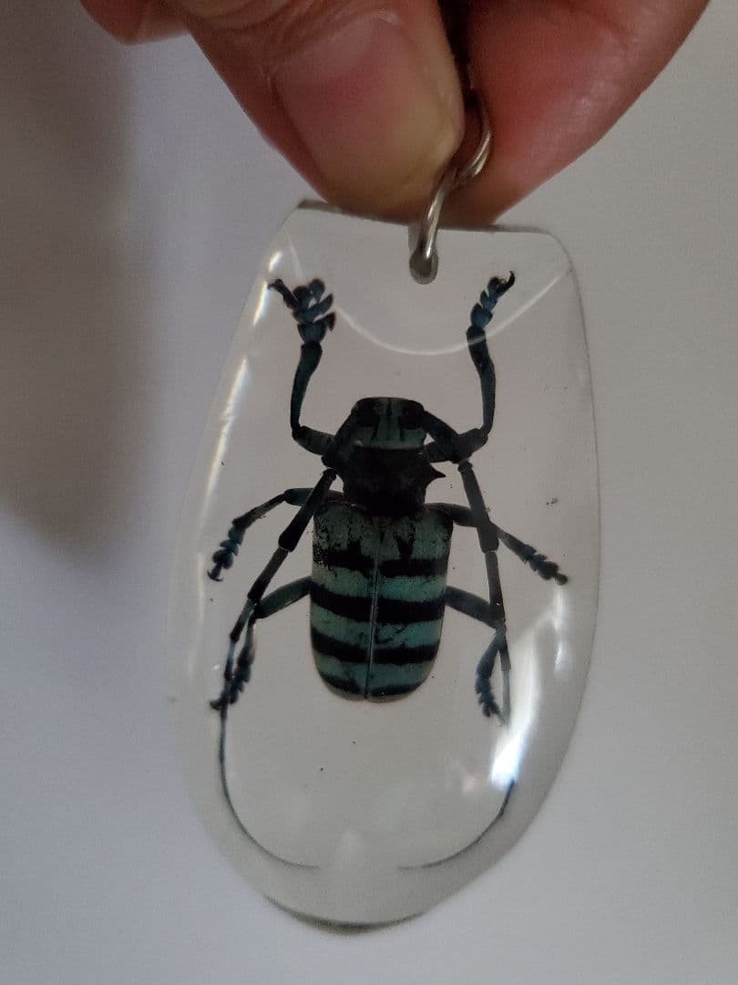 インドネシア産　カミキリムシ　キーホルダー　6点セット