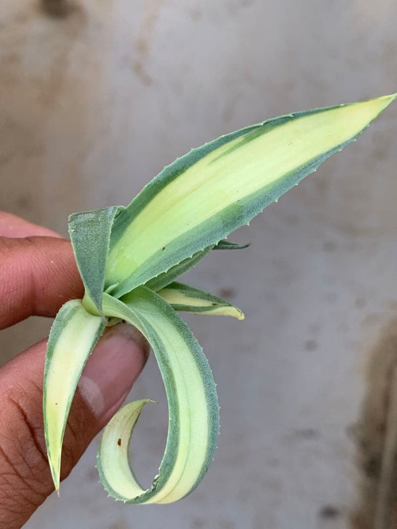 多肉植物アガベ オルカ 黄中斑