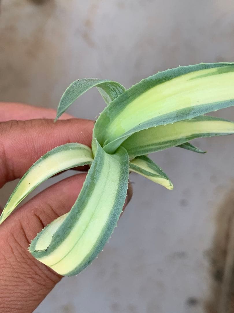 多肉植物アガベ オルカ 黄中斑