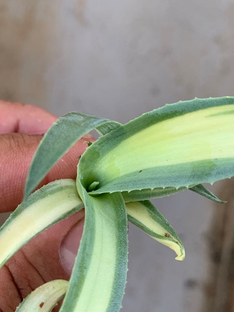 多肉植物アガベ オルカ 黄中斑