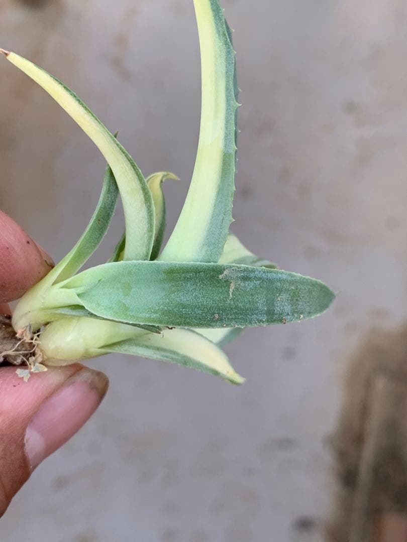 多肉植物アガベ オルカ 黄中斑