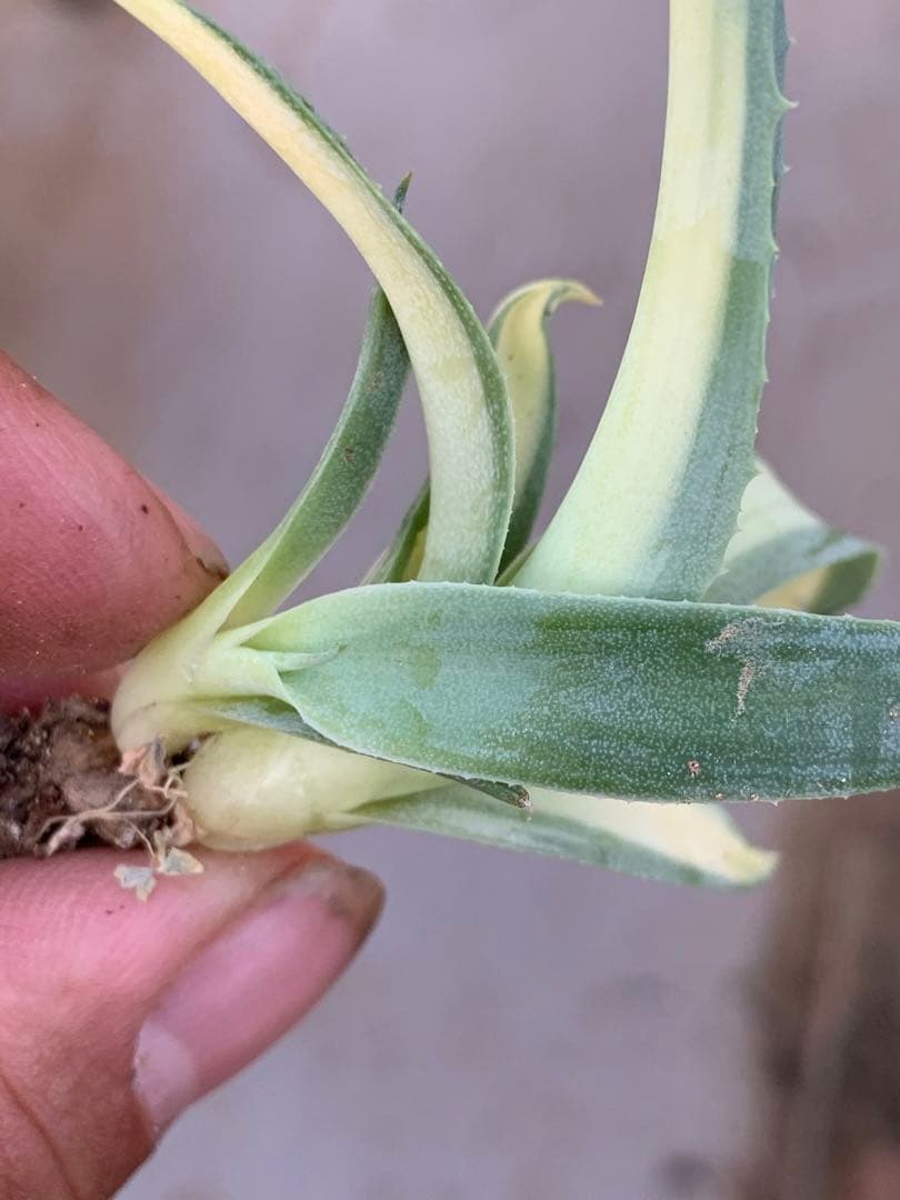 多肉植物アガベ オルカ 黄中斑