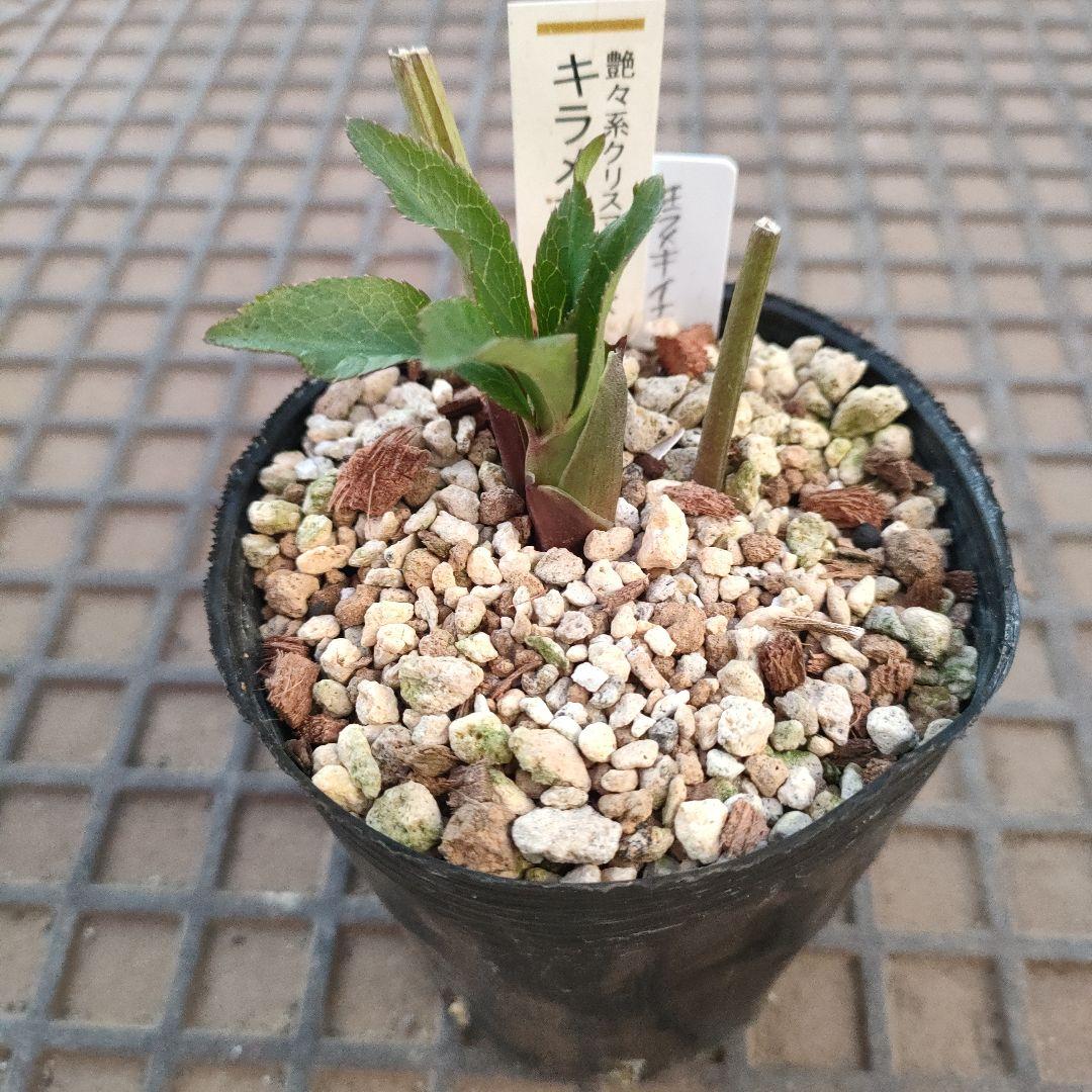 クリスマスローズ　苗