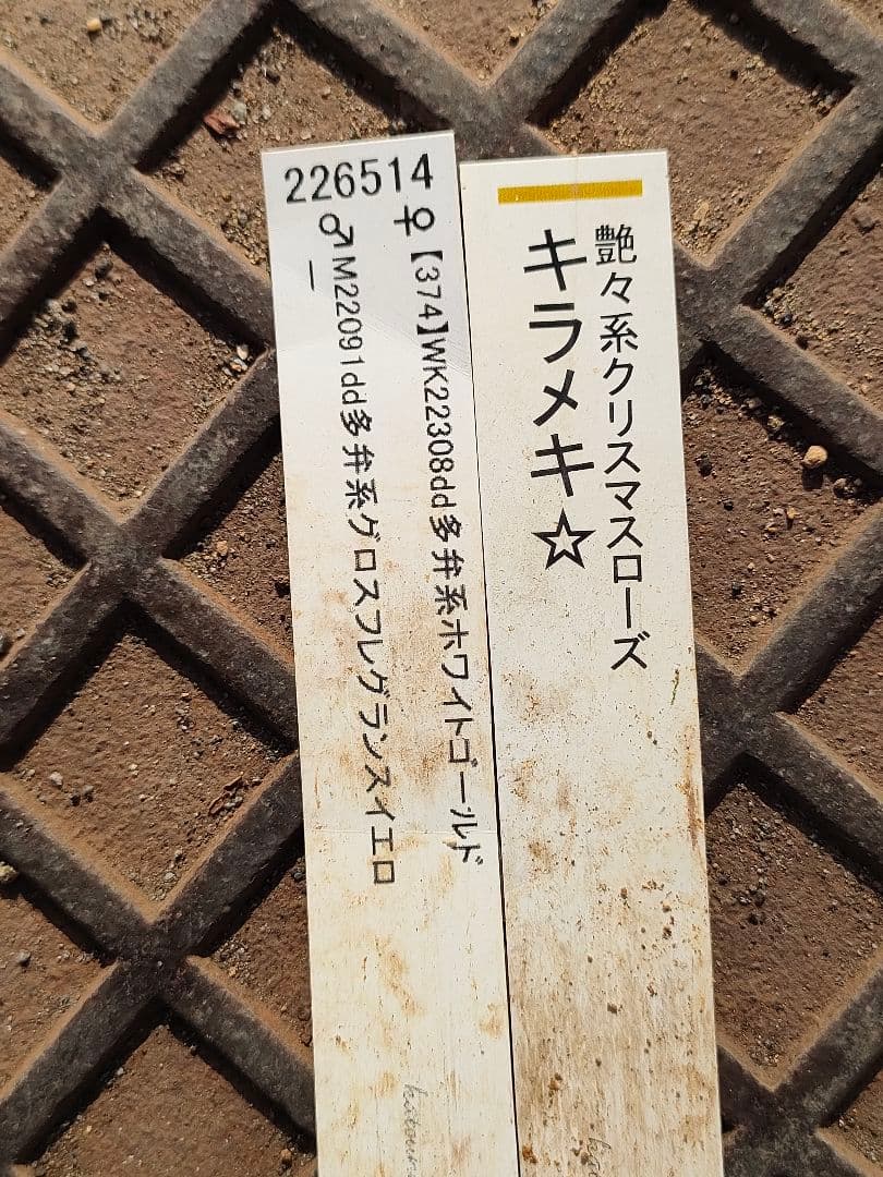 クリスマスローズ　苗