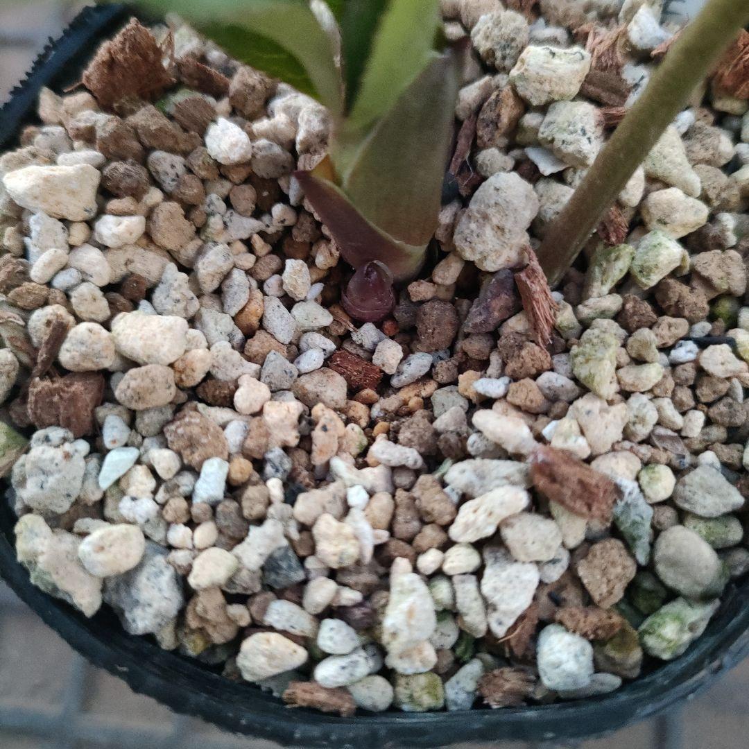 クリスマスローズ　苗