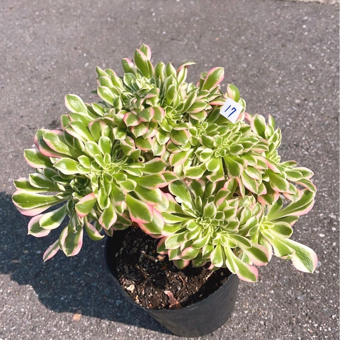 17#多肉植物❤️アエオニウム錦❤️ ピンクウィッチ セッカ❤️1大頭27cm拔き苗