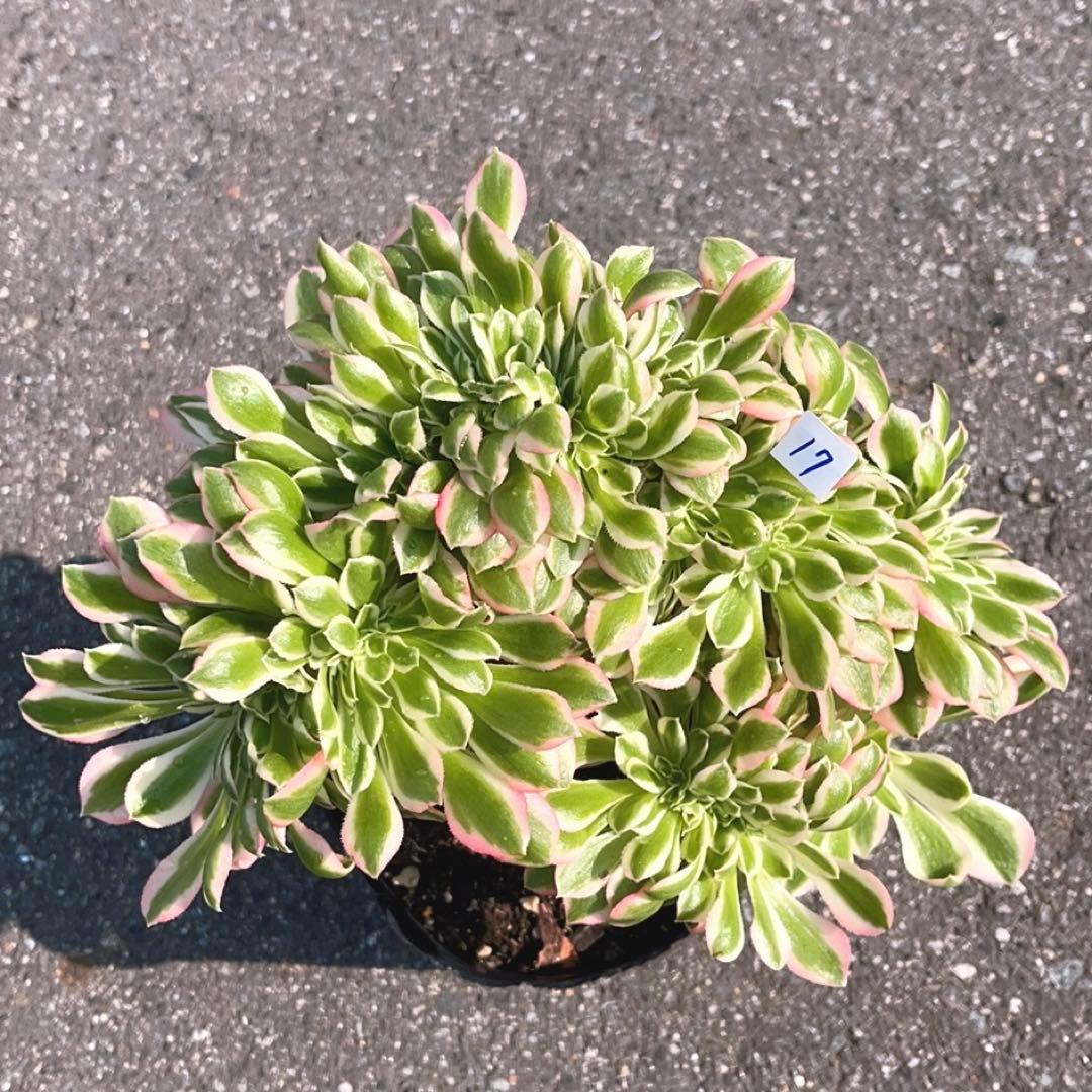 17#多肉植物❤️アエオニウム錦❤️ ピンクウィッチ セッカ❤️1大頭27cm拔き苗