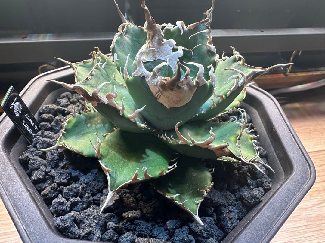アガベ　オテロイ　レジェンド　親株出品