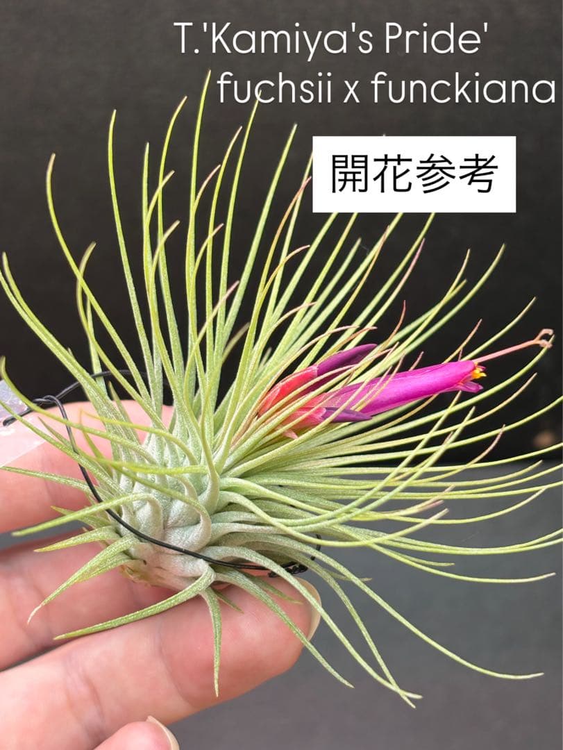 ブロメリア・エアープランツ Tillandsia 'Kamiya's Pride' from Domingo