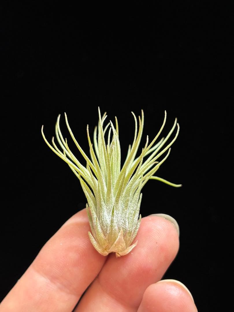 ブロメリア・エアープランツ Tillandsia 'Kamiya's Pride' from Domingo