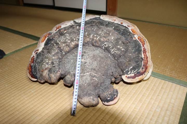サルノコシカケ 特大サイズ柄良し