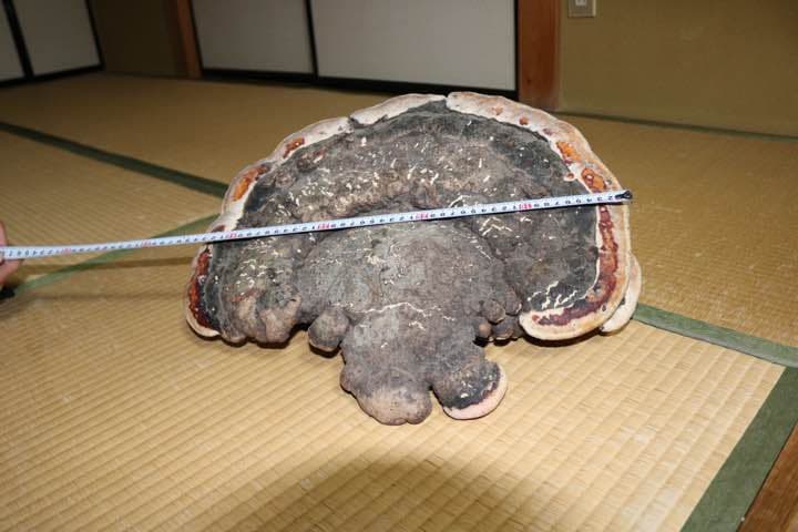 サルノコシカケ 特大サイズ柄良し