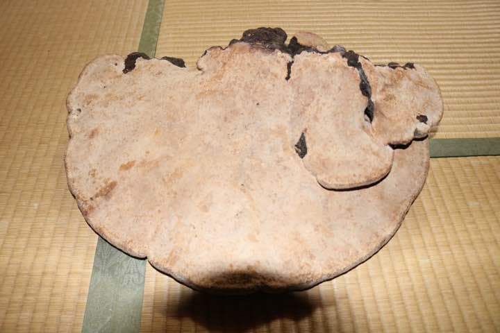 サルノコシカケ 特大サイズ柄良し