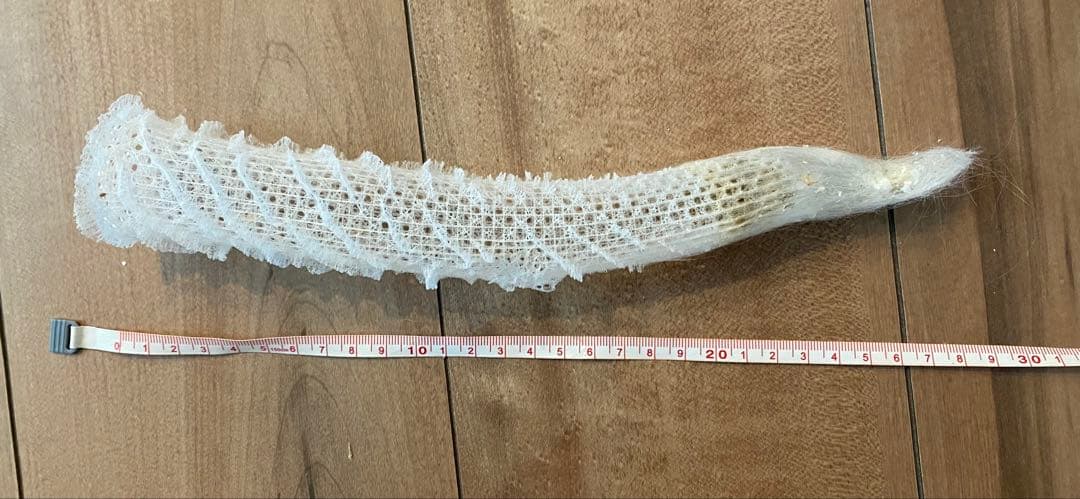 カイロウドウケツ　標本