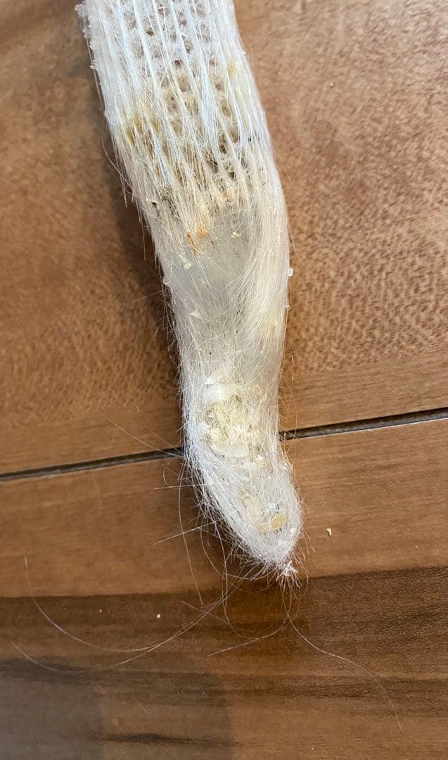 カイロウドウケツ　標本