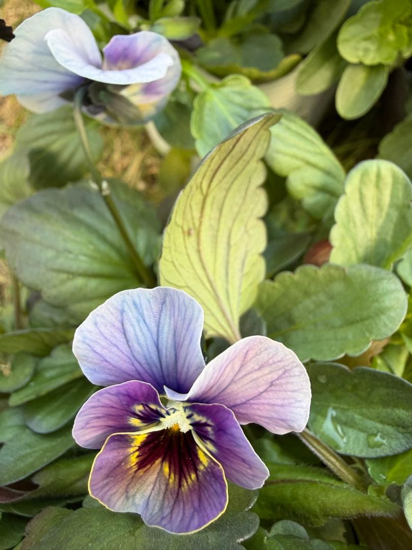 goma様　フェデネージュ　グリム　魔法使いのドレス