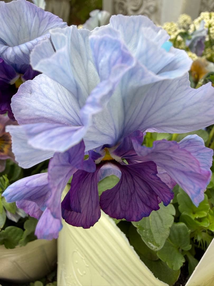 goma様　フェデネージュ　グリム　魔法使いのドレス