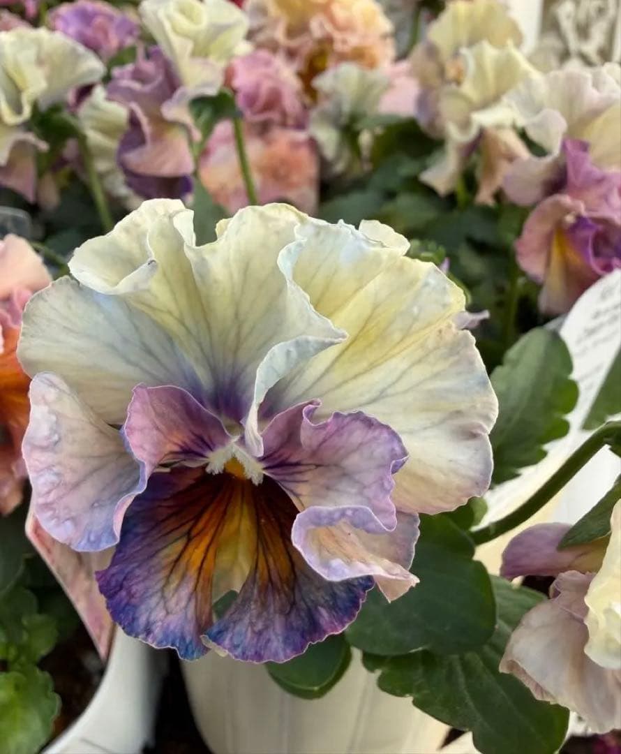 goma様　フェデネージュ　グリム　魔法使いのドレス