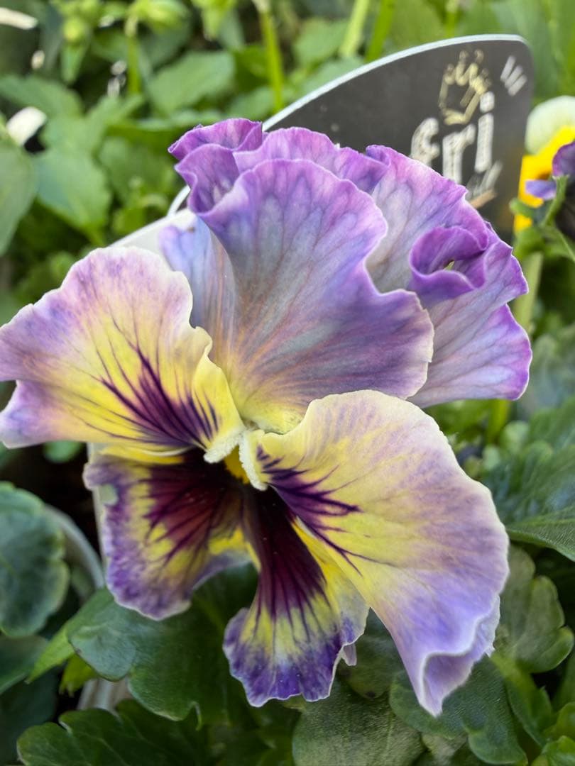 goma様　フェデネージュ　グリム　魔法使いのドレス