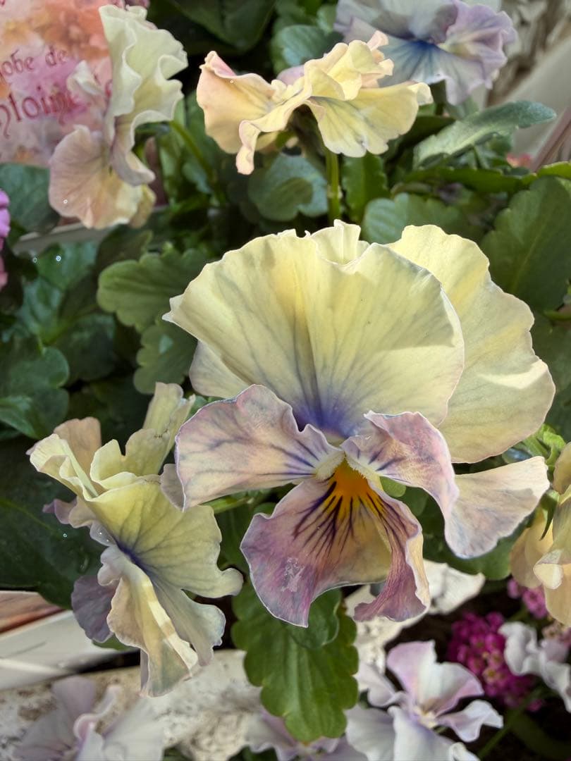 goma様　フェデネージュ　グリム　魔法使いのドレス