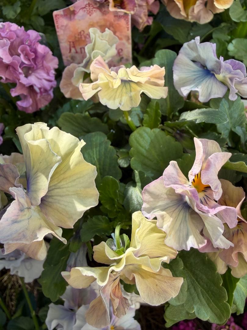 goma様　フェデネージュ　グリム　魔法使いのドレス