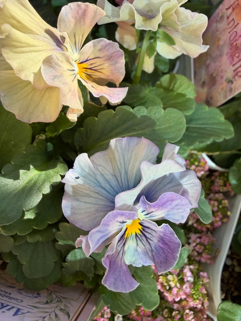 goma様　フェデネージュ　グリム　魔法使いのドレス