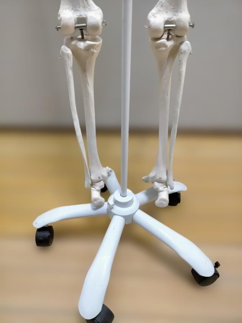 【送料無料】美品 3B Scientific 等身大 骨格模型 スタンド付