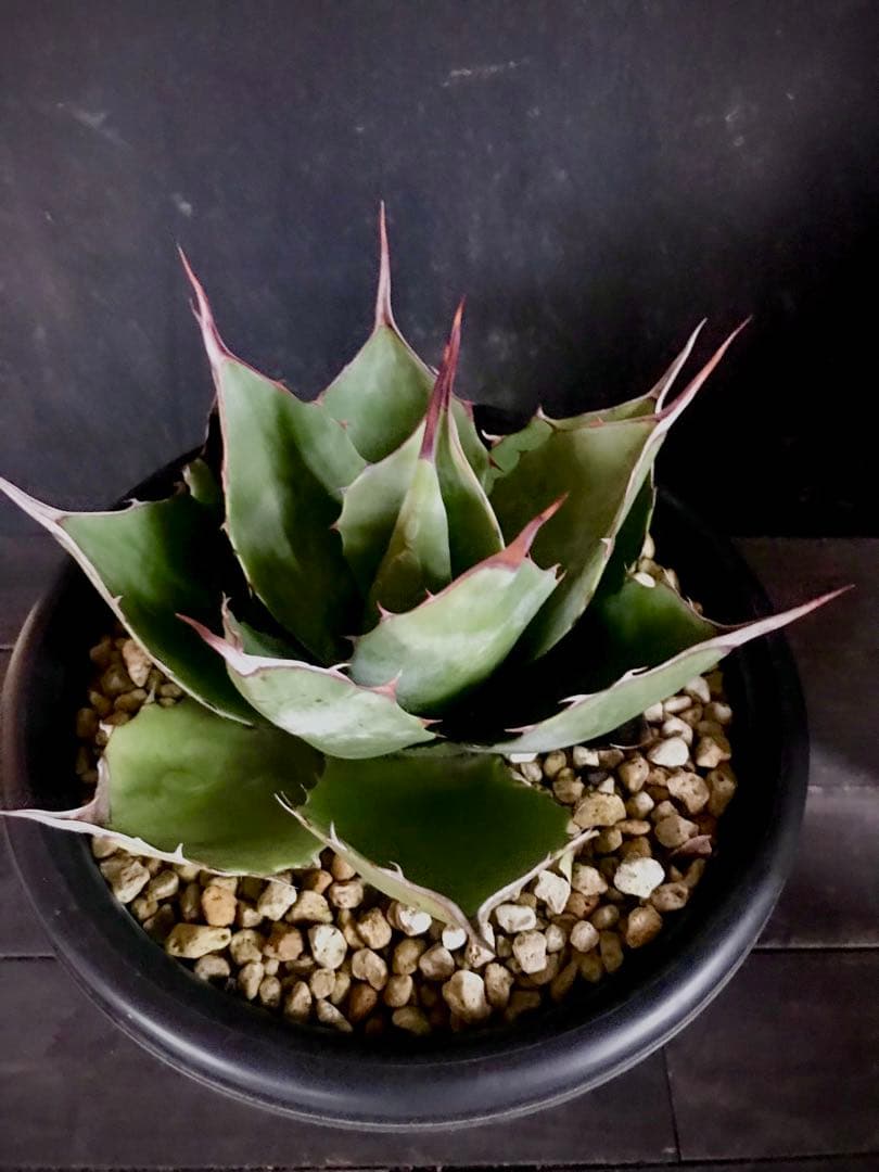 アガベ ホーチエンシス × ブルーブライアン　hyb