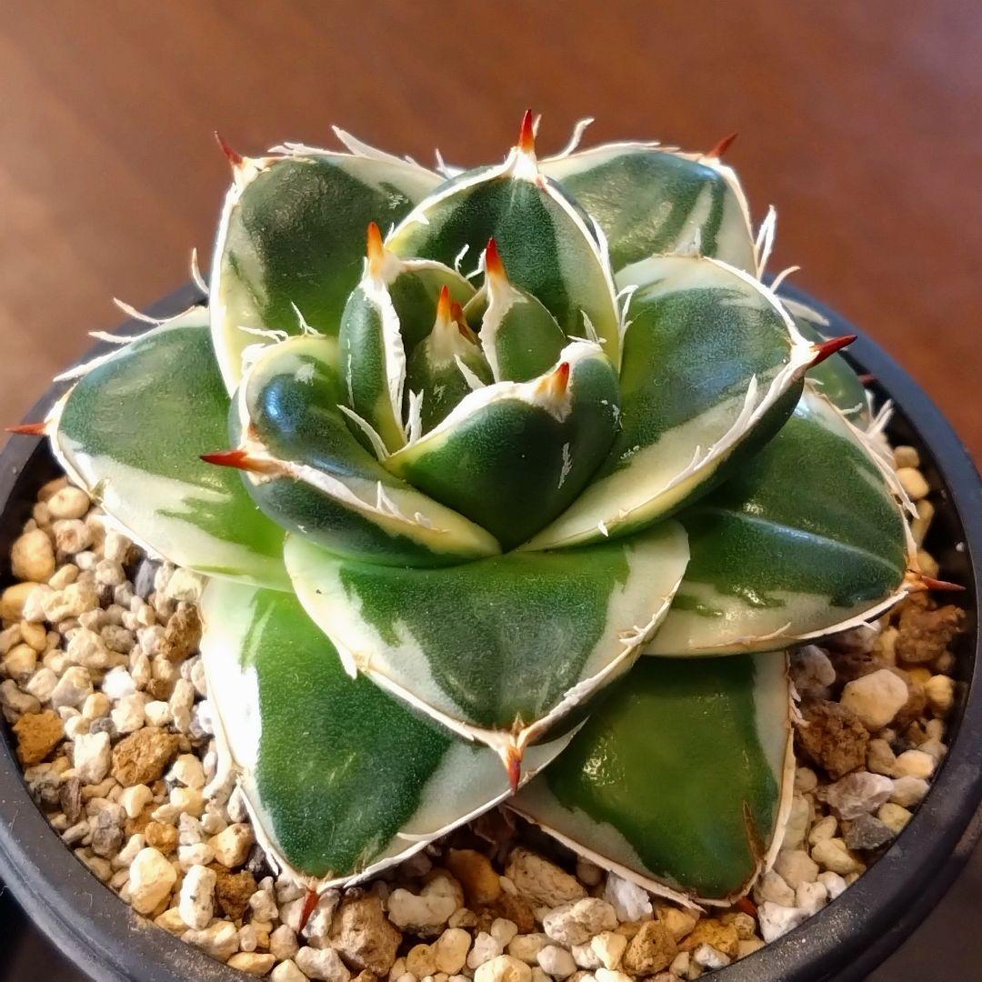 アガベ　ピンキー　子株付き　鉢ごと 安心のメルカリ便