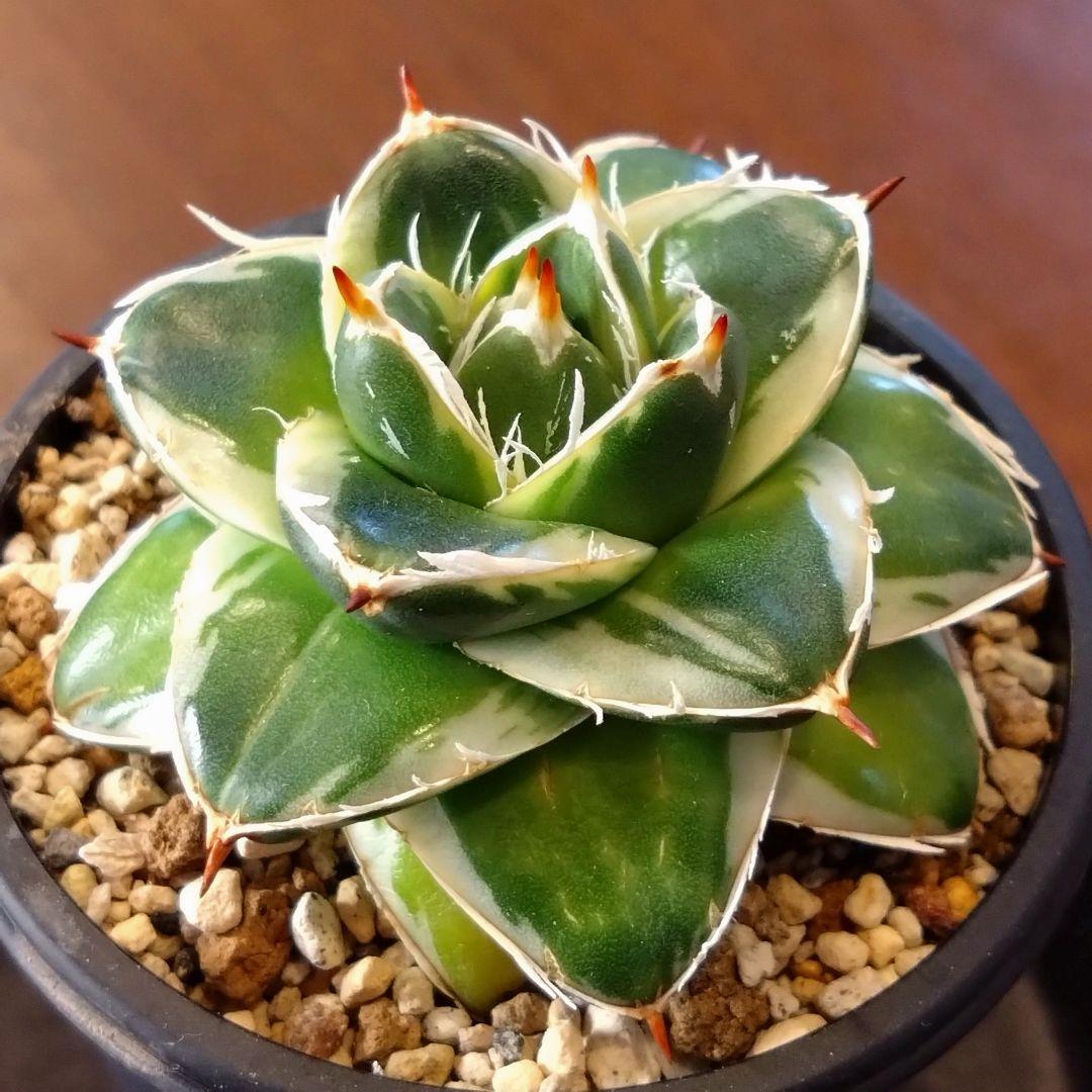 アガベ　ピンキー　子株付き　鉢ごと 安心のメルカリ便