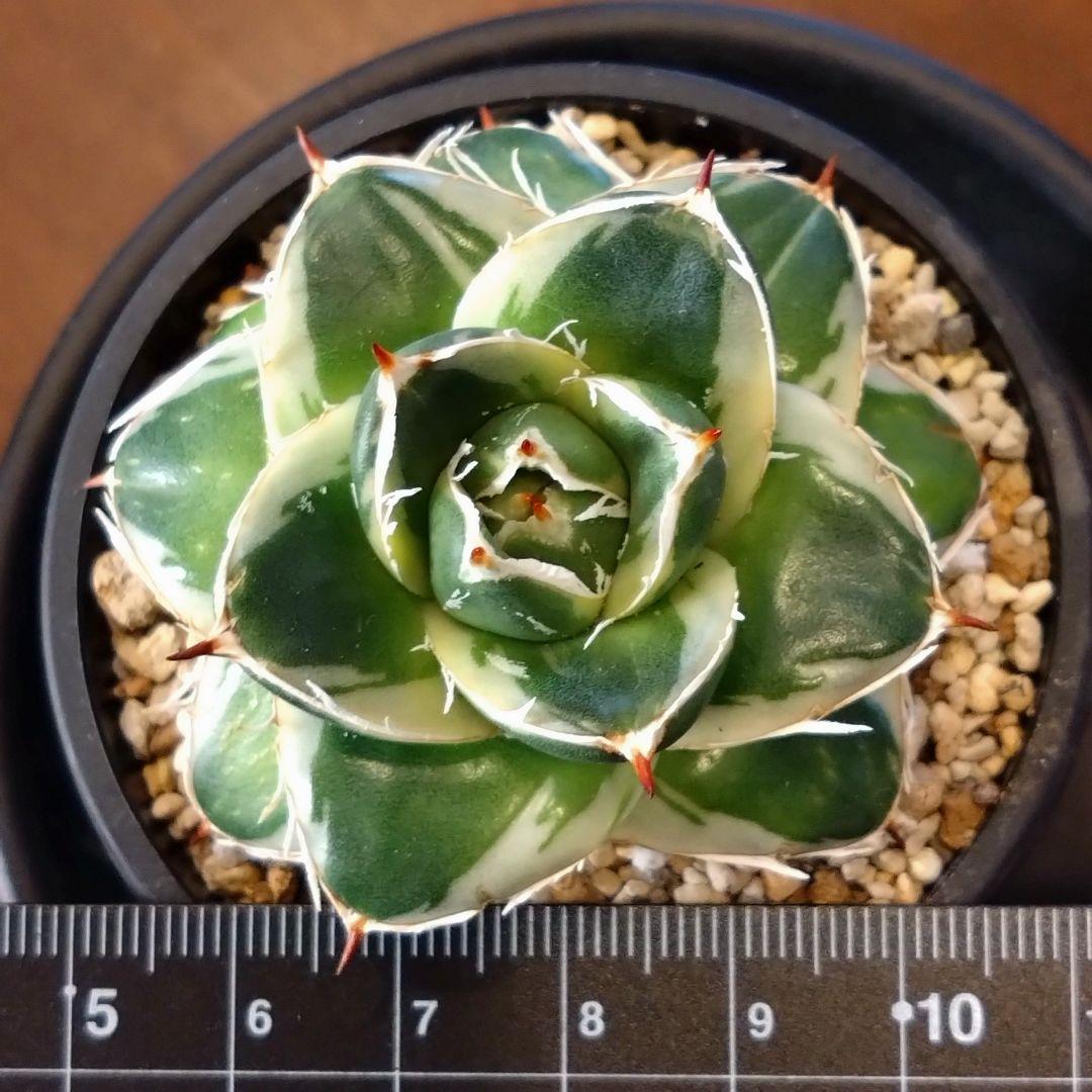 アガベ　ピンキー　子株付き　鉢ごと 安心のメルカリ便