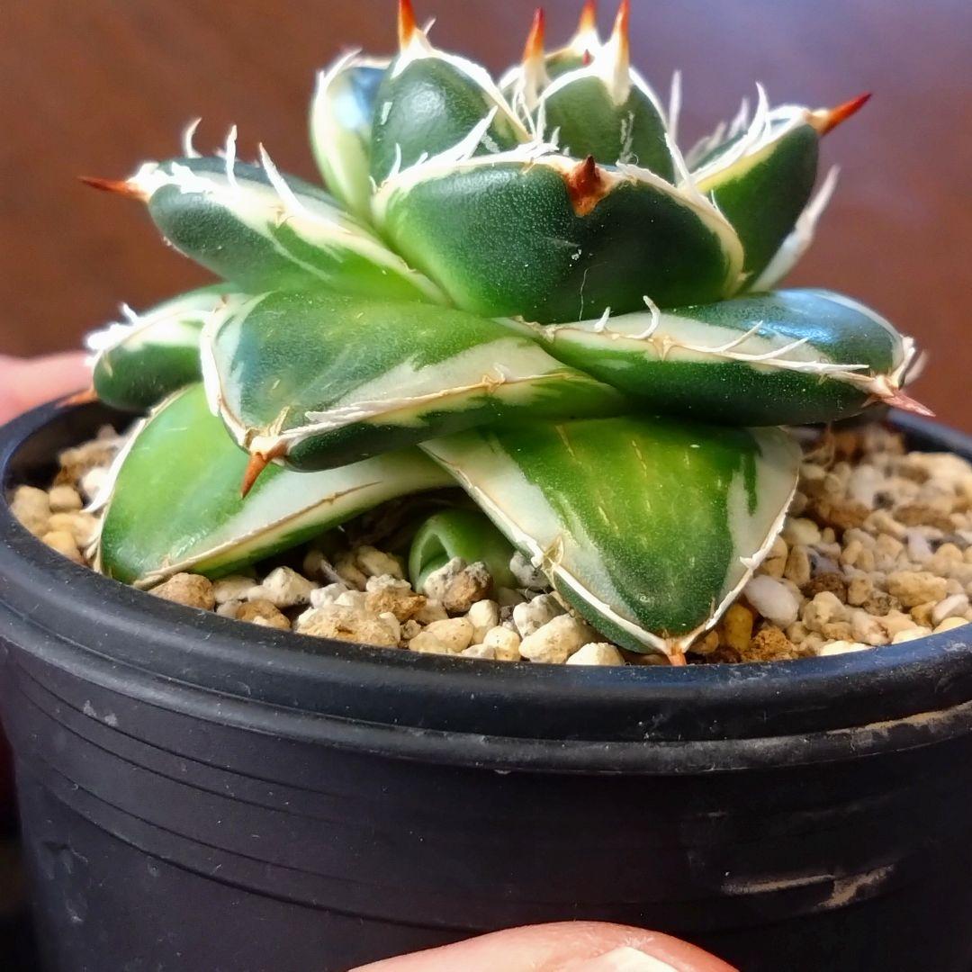アガベ　ピンキー　子株付き　鉢ごと 安心のメルカリ便