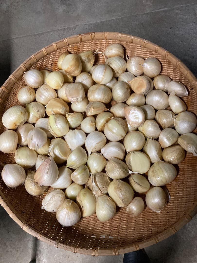 ジャンボニンニク　バラ10kg箱込