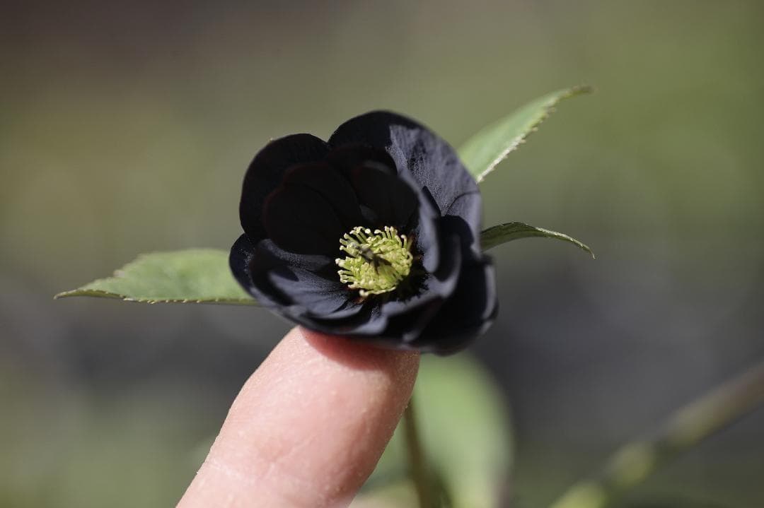 バカ息子と親バカ クリスマスローズ 開花実績株 苗 セット