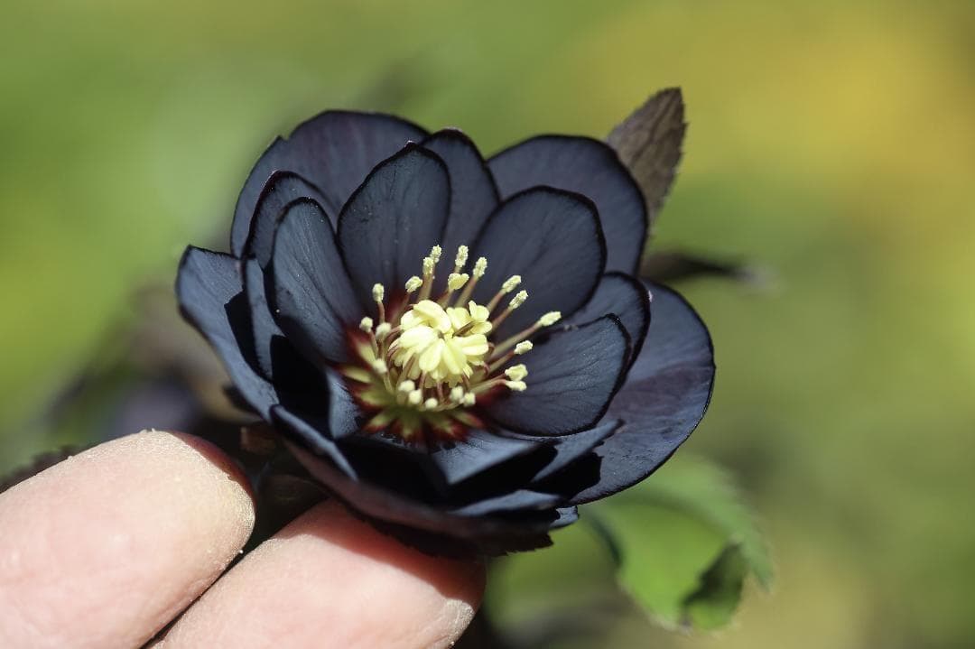 バカ息子と親バカ クリスマスローズ 開花実績株 苗 セット