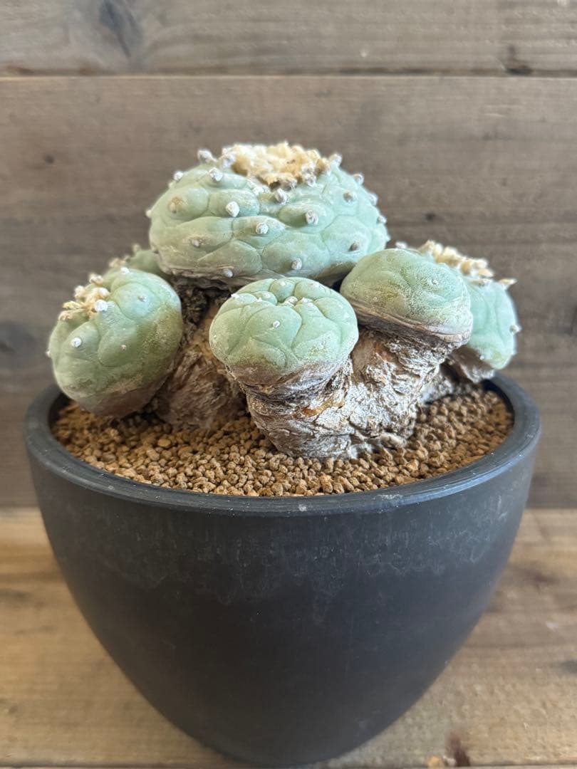 【希少現地株】群生翠冠玉 ロフォフォラ 銀冠玉 烏羽玉 菊水 帝冠 太平丸