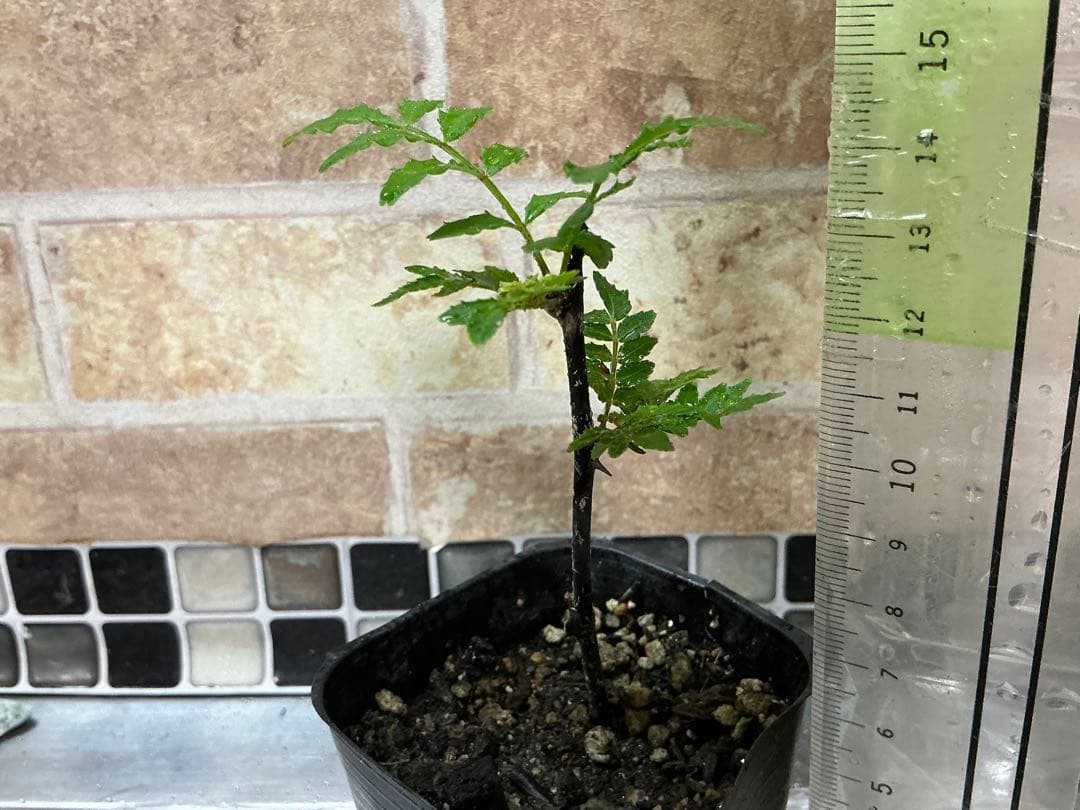 山椒の苗