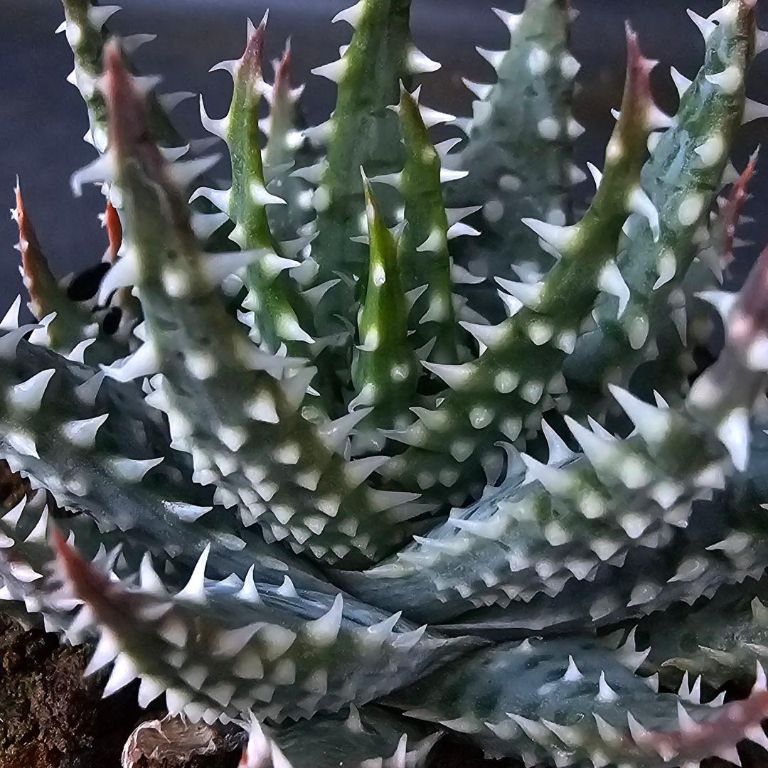 メルカリ便発送☆多肉植物 アロエ属 プラテンシス(実生選抜S5のカキコ苗)