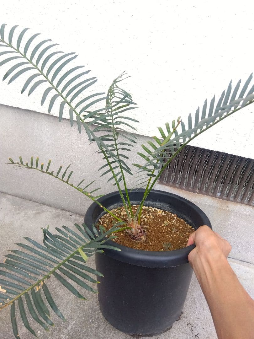 サイカス　タイシルバー　10号鉢つき　希少種❗葉6枚❗