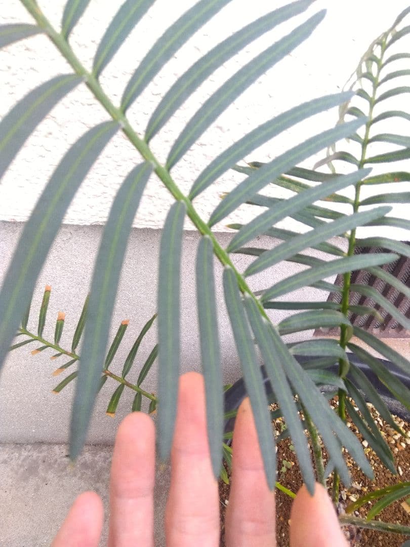 サイカス　タイシルバー　10号鉢つき　希少種❗葉6枚❗