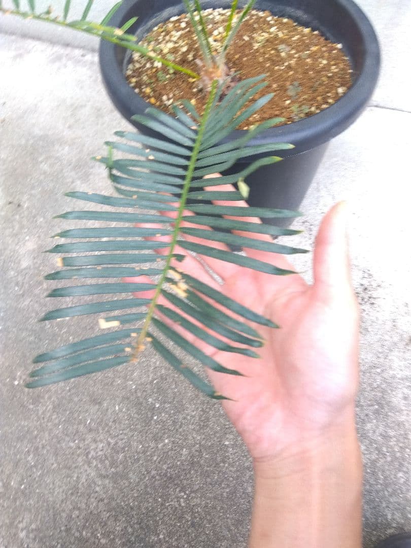 サイカス　タイシルバー　10号鉢つき　希少種❗葉6枚❗