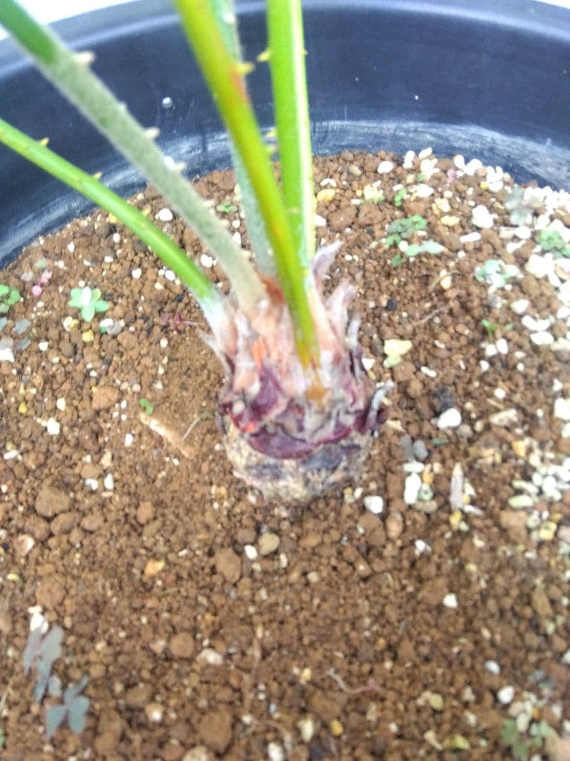 サイカス　タイシルバー　10号鉢つき　希少種❗葉6枚❗