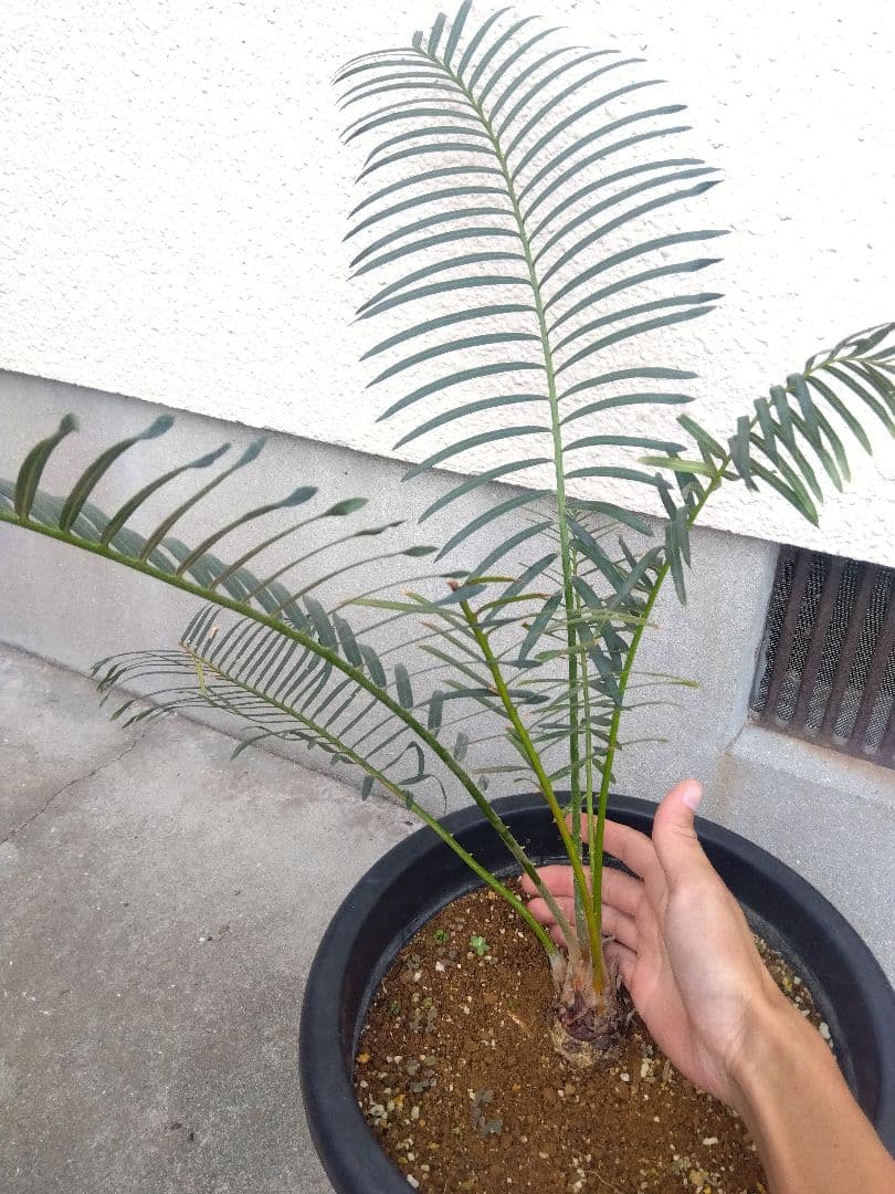 サイカス　タイシルバー　10号鉢つき　希少種❗葉6枚❗