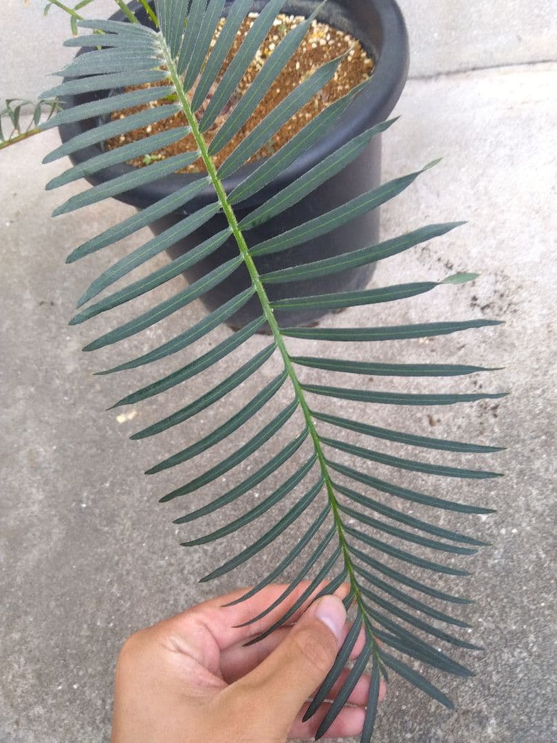 サイカス　タイシルバー　10号鉢つき　希少種❗葉6枚❗