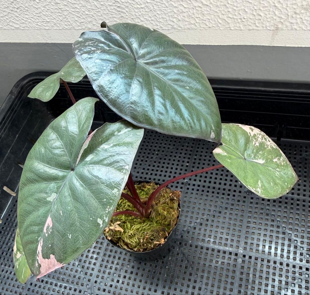 希少　アロカシア ピンクセレンディピティ 斑入り　鉢ごとメルカリ便